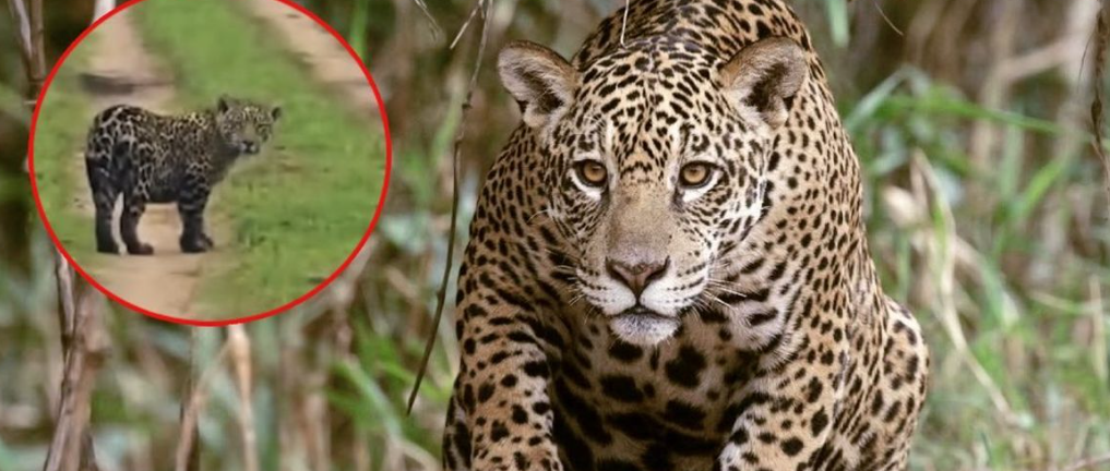 Yaguareté histórico: Corrientes celebra el nacimiento del ejemplar silvestre número 50 en Iberá
