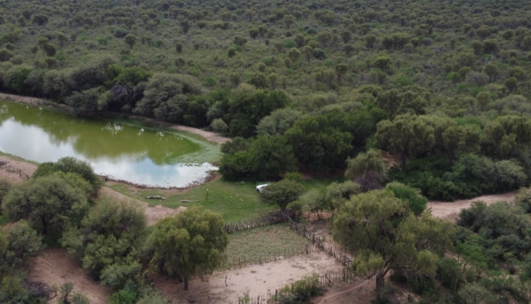 Ganadería y monte nativo, juntos: el modelo cordobés que puede cambiar el campo