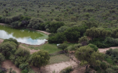Ganadería y monte nativo, juntos: el modelo cordobés que puede cambiar el campo Ganadería y monte nativo, juntos: el modelo cordobés que puede cambiar el campo
