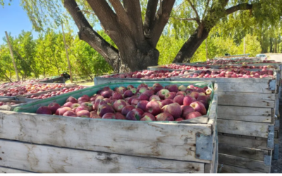 Del suelo al mercado: cómo la agricultura regenerativa está transformando las chacras del Alto Valle