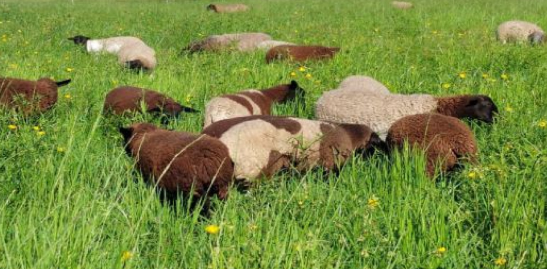 El pasto que transforma los campos inundables del NEA en una oportunidad ganadera