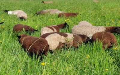 El pasto que transforma los campos inundables del NEA en una oportunidad ganadera