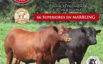 El marmoreo ya tiene su remate: Buen Retiro apuesta a la carne de calidad como el negocio del futuro