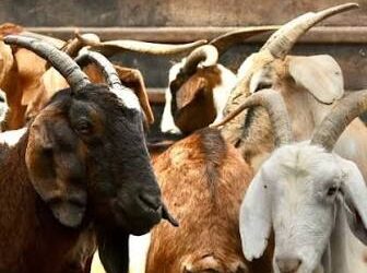 La carne de El Impenetrable llega a los mercados de África y Asia