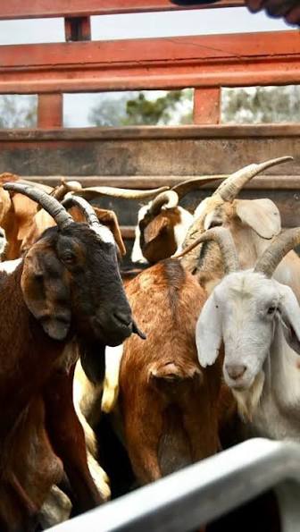 La carne de El Impenetrable llega a los mercados de África y Asia