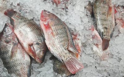 América Latina y el Caribe registra un superávit comercial de 21.000 millones de USD en animales acuáticos América Latina y el Caribe registra un superávit comercial de 21.000 millones de USD en animales acuáticos