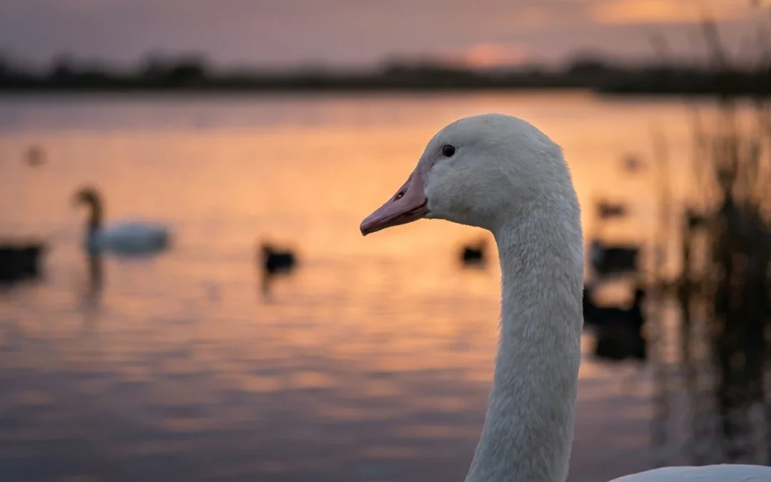 Recomendaciones para la prevención de la influenza aviar en aves silvestres