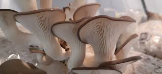 El negocio que crece en la tierra: Argentina impulsa reino fungi, un mercado de más de US$ 4.600 millones