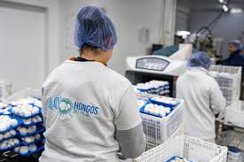 El cultivo que no descansa: 38.000 kilos de hongos por semana, todo el año