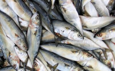 Récord en el mar: las exportaciones pesqueras crecieron 32% y sumaron US$ 867 millones en el primer cuatrimestre de 2026