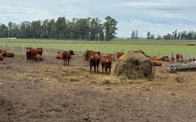 Nueva Jornada a Campo del IPCVA en 9 de Julio