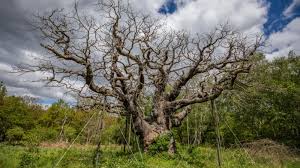 La muerte del árbol que dio vida a Robin Hood: cómo el bosque de Sherwood mantiene viva una leyenda de siglos