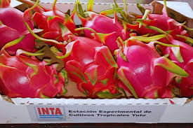 La fruta del dragón llega para quedarse: el INTA apuesta fuerte al cultivo de pitahaya en el norte argentino La fruta del dragón llega para quedarse: el INTA apuesta fuerte al cultivo de pitahaya en el norte argentino