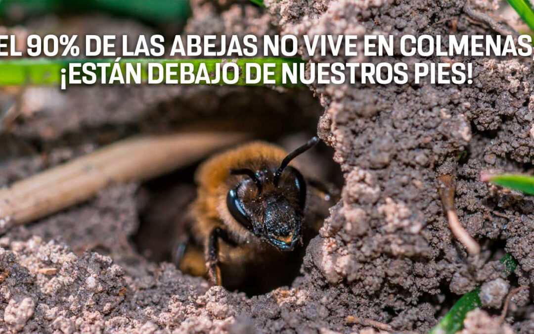 El hogar secreto bajo nuestros pies: ¿Por qué la salud del suelo es la clave para salvar a las abejas solitarias?