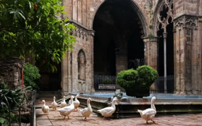 Las 13 ocas de Santa Eulalia: el singular claustro de Barcelona que recibirá al Papa León XIV Las 13 ocas de Santa Eulalia: el singular claustro de Barcelona que recibirá al Papa León XIV