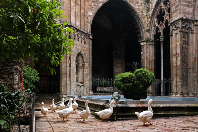 Las 13 ocas de Santa Eulalia: el singular claustro de Barcelona que recibirá al Papa León XIV