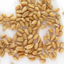 La nutrición impacta en el rendimiento y en la calidad del grano