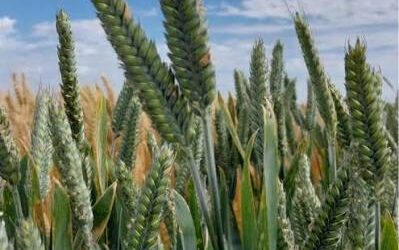 Alerta sanitaria en trigo: cómo las bacterias y los virus desafiaron a los cultivares en Marcos Juárez Alerta sanitaria en trigo: cómo las bacterias y los virus desafiaron a los cultivares en Marcos Juárez