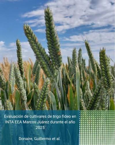 Alerta sanitaria en trigo: cómo las bacterias y los virus desafiaron a los cultivares en Marcos Juárez