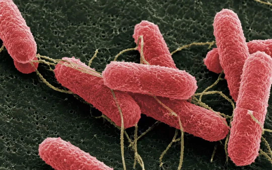 Desarrollan una molécula que podría disminuir la carga de “Escherichia coli” en bovinos