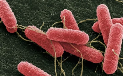 Desarrollan una molécula que podría disminuir la carga de “Escherichia coli” en bovinos