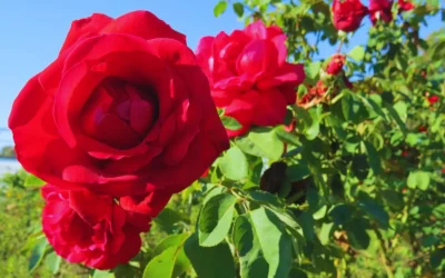 Rosas sin virus y con identidad propia: el INTA y los viveristas lanzan al mercado plantas certificadas que duran mucho más
