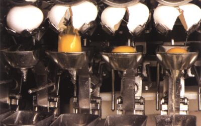 El motor avícola no se detiene: las exportaciones de ovoproductos crecieron más de un 28% en el inicio del año El motor avícola no se detiene: las exportaciones de ovoproductos crecieron más de un 28% en el inicio del año