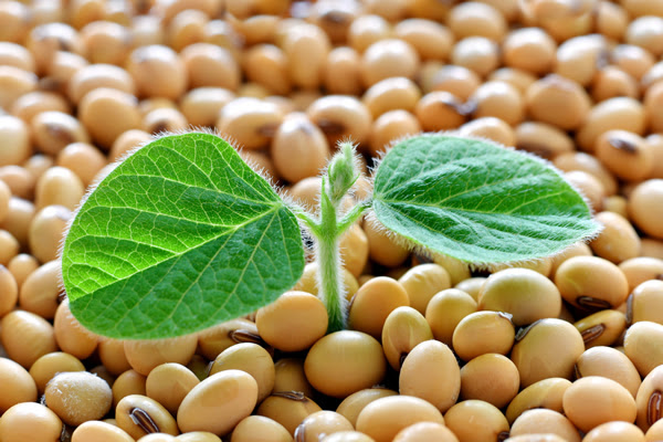 Rotación sustentable: El nuevo equilibrio con gramíneas que le suma kilos a la soja