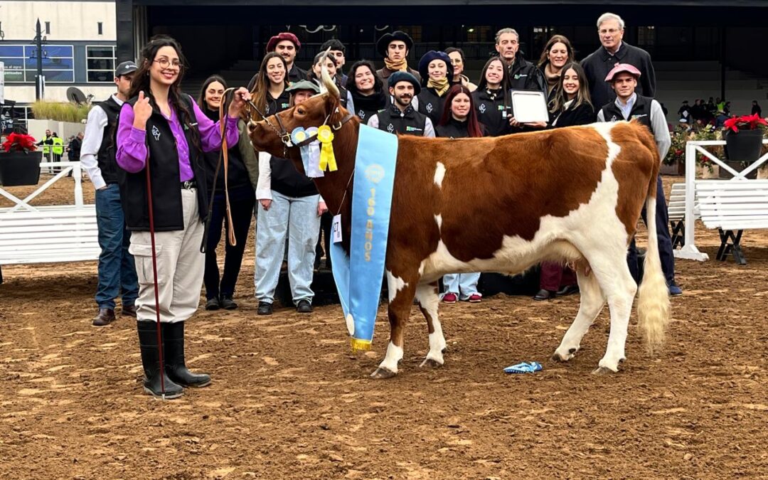 Jura de Bovinos Criollos en la Expo Rural de Palermo: La Yoli volvió a consagrarse campeona de la raza