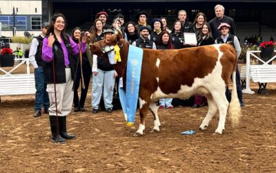 Jura de Bovinos Criollos en la Expo Rural de Palermo: La Yoli volvió a consagrarse campeona de la raza