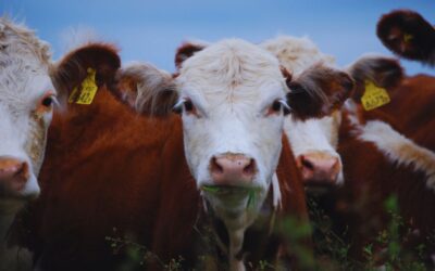 El INTA llevará hoy a La Rural una agenda ganadera centrada en la innovación. La Agenda de este miércoles