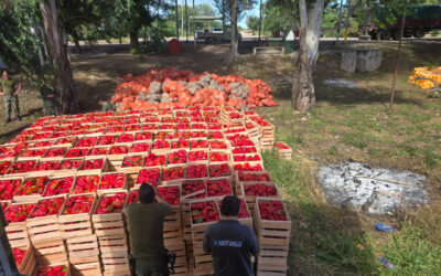 SENASA frenó en Salta el traslado clandestino de 46 toneladas de verduras sin papeles SENASA frenó en Salta el traslado clandestino de 46 toneladas de verduras sin papeles