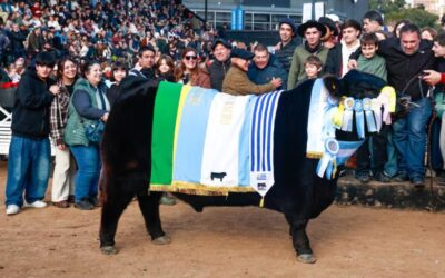 Rip, el toro de Necochea que se coronó Gran Campeón Angus en Palermo Rip, el toro de Necochea que se coronó Gran Campeón Angus en Palermo