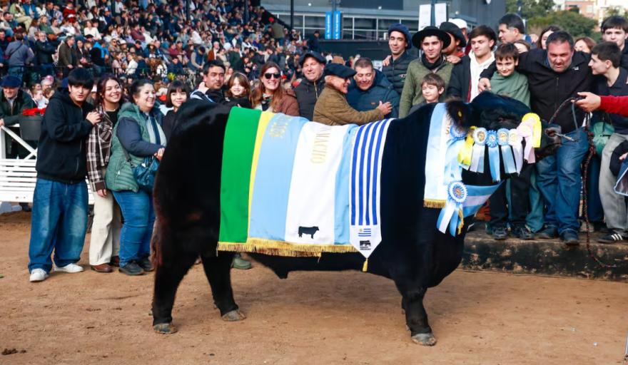 Rip, el toro de Necochea que se coronó Gran Campeón Angus en Palermo