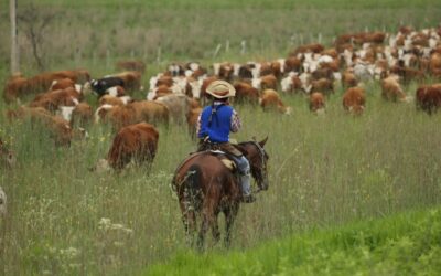 La producción ganadera sustentable gana escala y suma nuevas herramientas de financiamiento