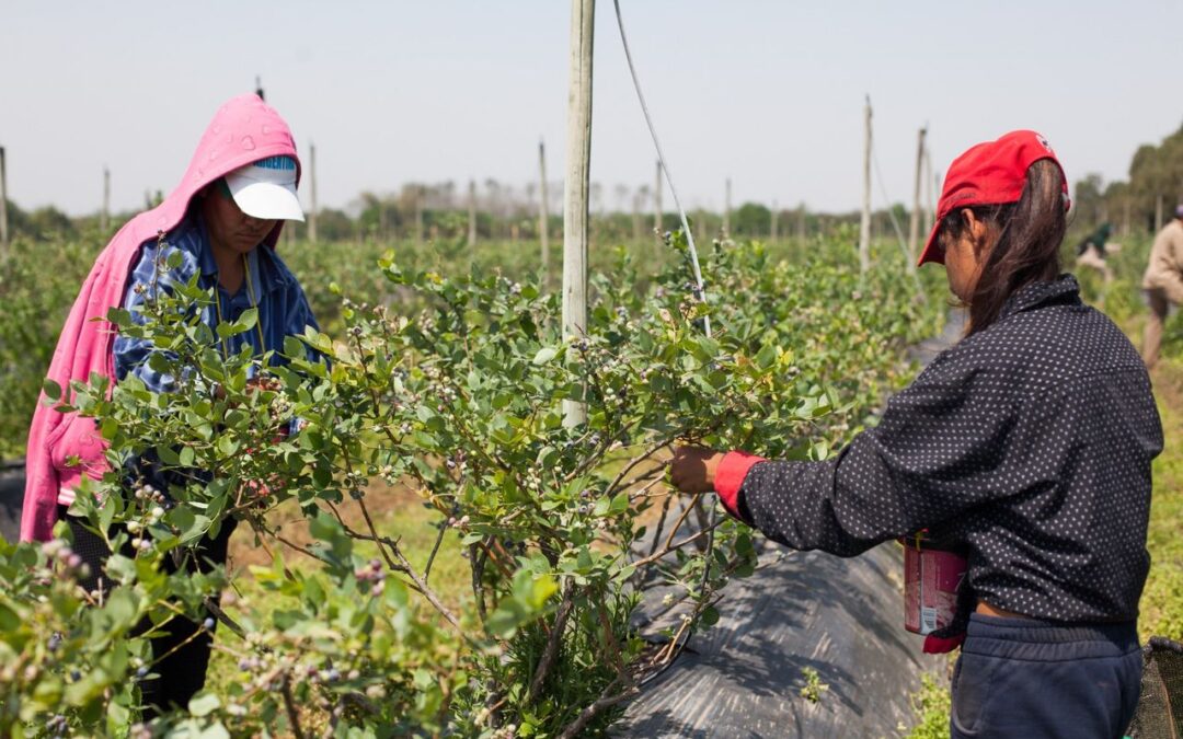 Todos los trabajadores y trabajadoras rurales ya pueden inscribirse en el Programa de Empleo Rural del RENATRE