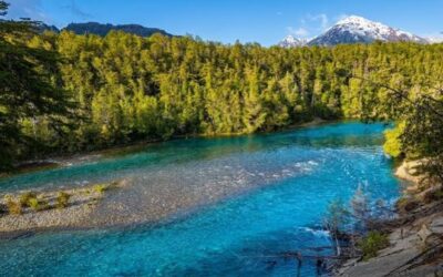 Uno de los árboles más antiguos de Argentina está en la Patagonia: cómo visitar el legendario Alerzal Milenario Uno de los árboles más antiguos de Argentina está en la Patagonia: cómo visitar el legendario Alerzal Milenario