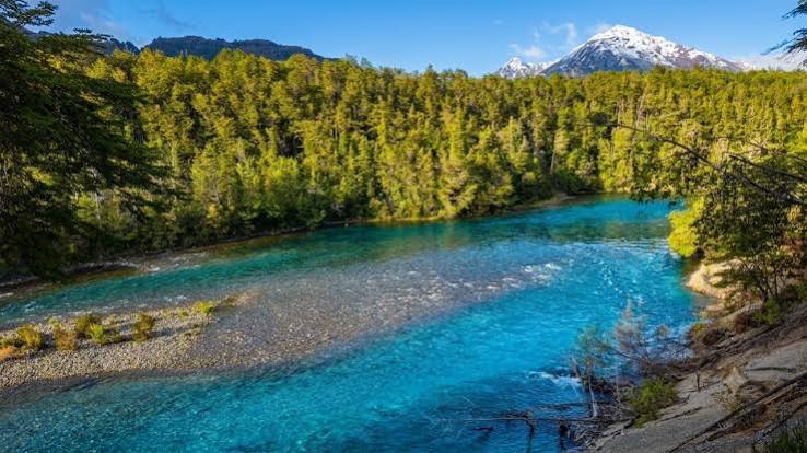 Uno de los árboles más antiguos de Argentina está en la Patagonia: cómo visitar el legendario Alerzal Milenario