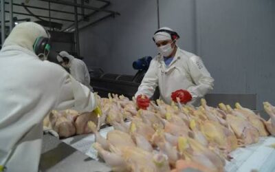 Argentina recupera el mercado europeo para la carne aviar tras superar la influenza aviar Argentina recupera el mercado europeo para la carne aviar tras superar la influenza aviar