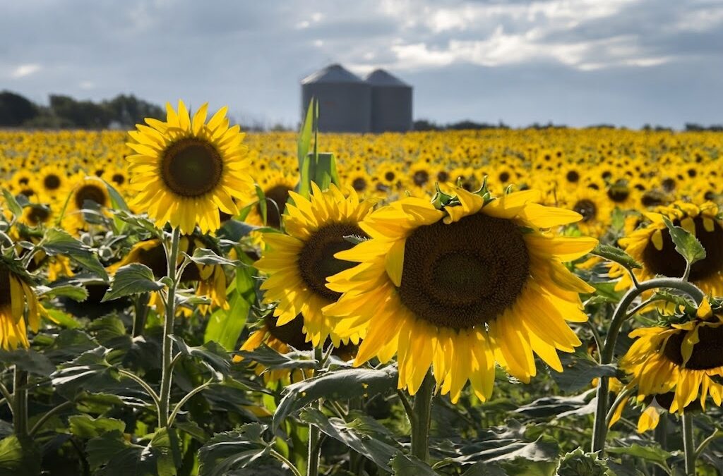 Récord de la agroindustria argentina que exportó 53 millones de toneladas entre enero y mayo