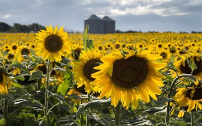 Récord de la agroindustria argentina que exportó 53 millones de toneladas entre enero y mayo Récord de la agroindustria argentina que exportó 53 millones de toneladas entre enero y mayo