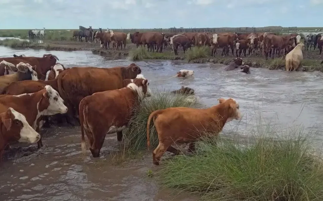 El Niño ya golpea la puerta: así se preparan los ganaderos para sacar la hacienda de las islas santafesinas
