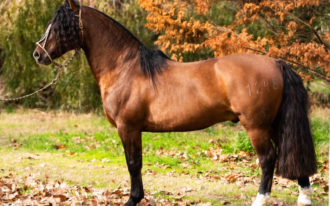 Expo Rural: 50 millones por el 90% de un Caballo Criollo