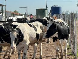 Se viene una Jornada a campo del IPCVA sobre producción de carne Holando