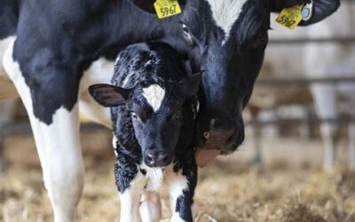 La diarrea neonatal, la amenaza silenciosa que le cuesta al campo argentino más de lo que imagina La diarrea neonatal, la amenaza silenciosa que le cuesta al campo argentino más de lo que imagina