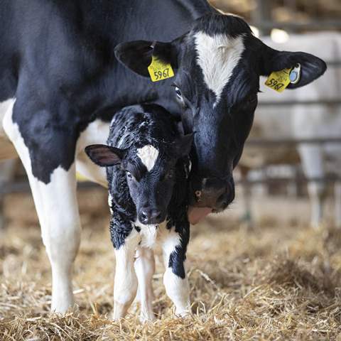 La diarrea neonatal, la amenaza silenciosa que le cuesta al campo argentino más de lo que imagina