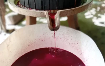 El Vino de la Costa vuelve a Berisso: la tradición familiar que resiste generación tras generación El Vino de la Costa vuelve a Berisso: la tradición familiar que resiste generación tras generación