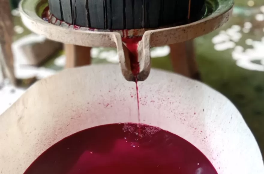 El Vino de la Costa vuelve a Berisso: la tradición familiar que resiste generación tras generación
