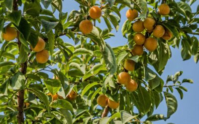 El árbol ideal para jardines pequeños: sombra fresca, frutos deliciosos y resistencia al calor en un solo espacio El árbol ideal para jardines pequeños: sombra fresca, frutos deliciosos y resistencia al calor en un solo espacio