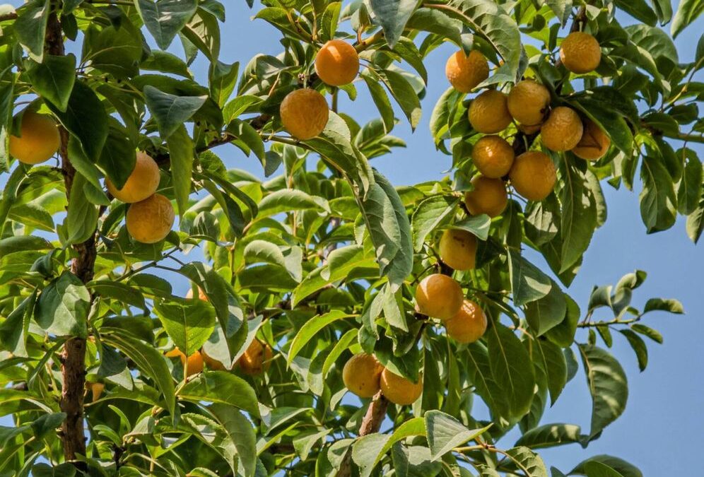 El árbol ideal para jardines pequeños: sombra fresca, frutos deliciosos y resistencia al calor en un solo espacio